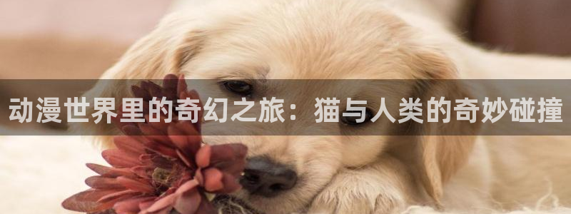 囧次元看动漫